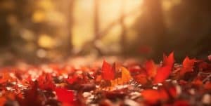 Autumnal Serenity: A Carpet of Crimson Maple Leaves Under Golden Sunlight